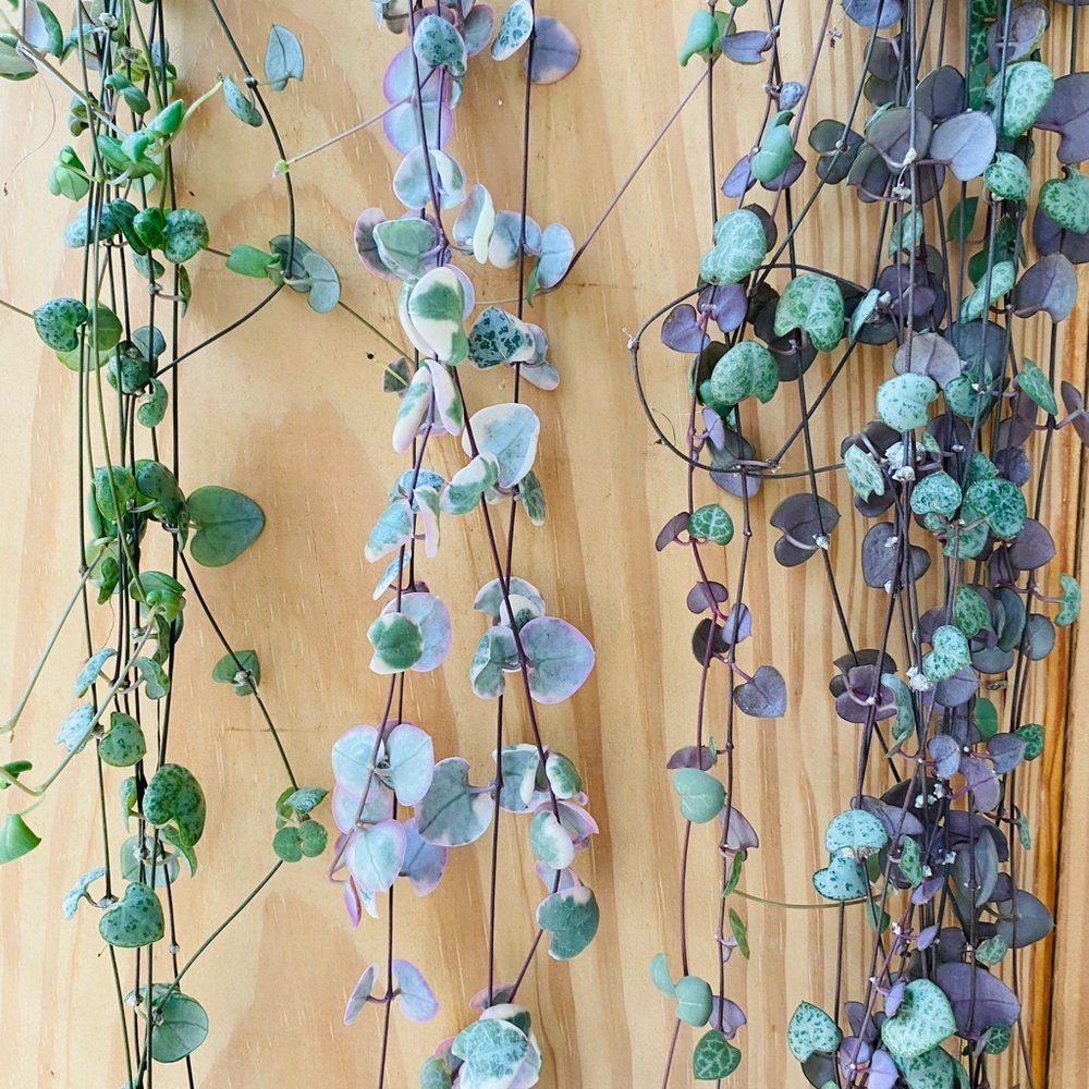 Strings of Hearts Cuttings 3 Types